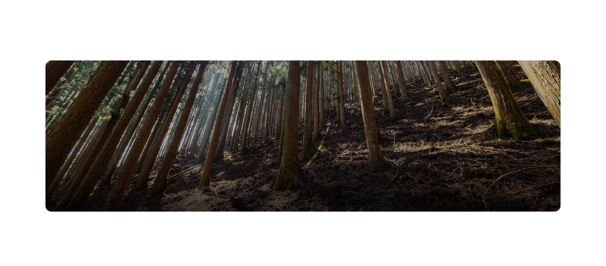 株式会社フォレストコンサル